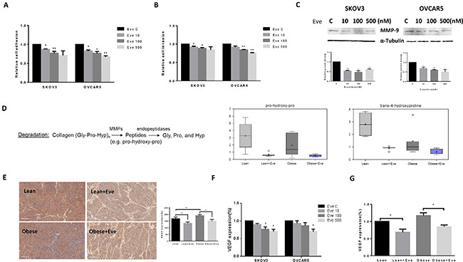 The effect of everolimus on adhesion and invasion in ovarian cancer cells and the obese serous ovarian cancer model.