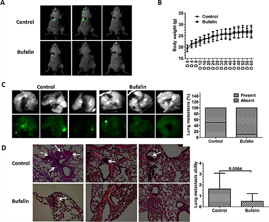 Bufalin inhibits the systemic metastasis of SMMC7721-GFP cells in vivo.