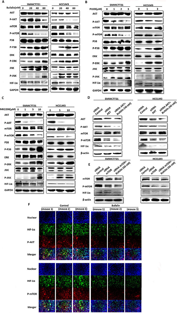 Bufalin inhibits the PI3K/Akt/mTOR/HIF-1&#x03B1; signaling pathway.