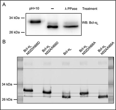 Spontaneous occurrence of monodeamidated Asp52Bcl-xL in HCT116 colorectal cells.