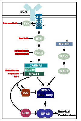 Oncogenic mechanisms and target directed therapeutic approaches in ABC-DLBCL.