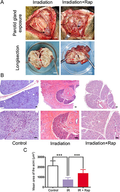 Histological assessments of parotid glands 12 weeks after fractionated irradiation.