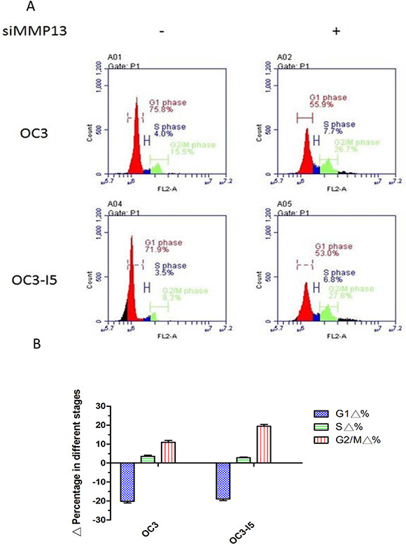 Downregulation in the G1 phase is induced by siMMP-13 transfection in oral cancer cells.
