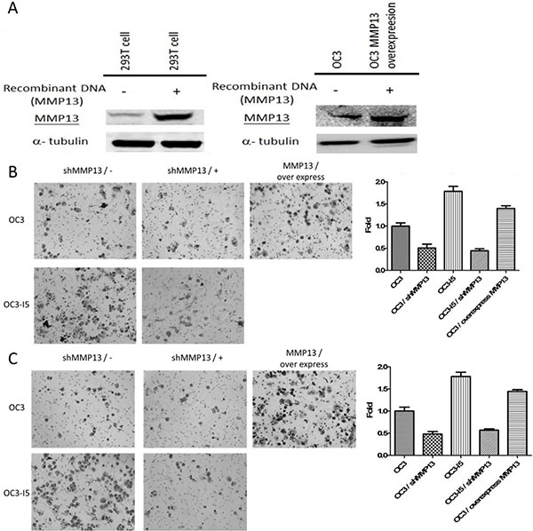 Using MMP-13 plasmid-transfected 293T cell to enhance MMP-13 expression in OC3 cancer cell line and the effect of shMMP-13 knockdown on the transwell migration and invasion ability of oral cancer cells.