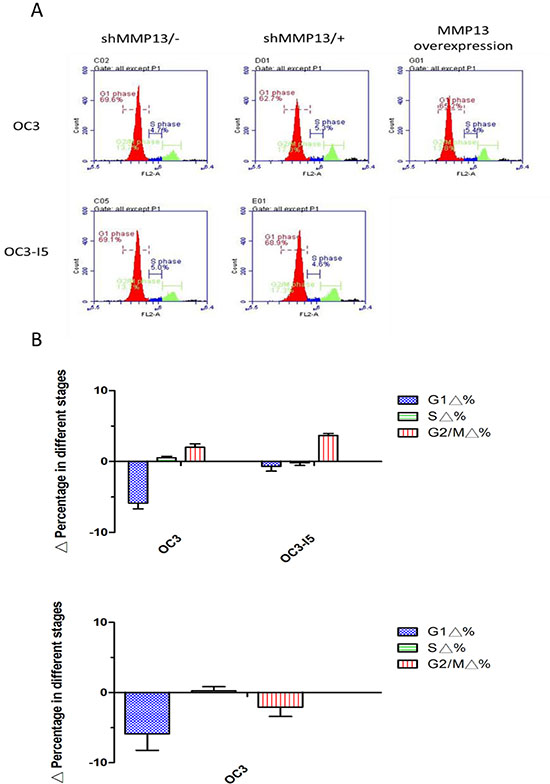 Downregulation in the G1 phase was induced by shMMP-13 transfection in oral cancer cells.