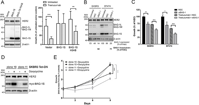 BAG-1 overexpression attenuates the growth inhibitory effect of trastuzumab while BAG-1 knockdown potentiates the effect of trastuzumab.