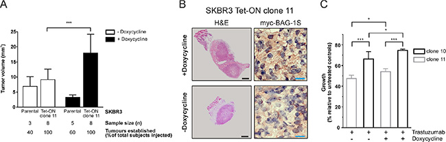 Inducible expression of BAG-1S promotes growth of SKBR3 HER2+ tumors in the mouse breast.