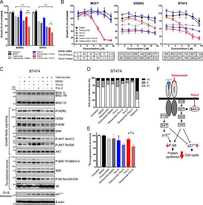 Synergistic effect of targeting BAG-1 and HER2 on breast cancer cell growth and signaling.