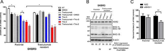 Trastuzumab-resistant SKBR3 cells are sensitive to BAG-1 inhibition.