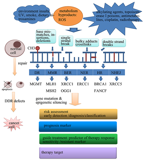 The application of abnormal epigenetic changes of DDR in human cancer.
