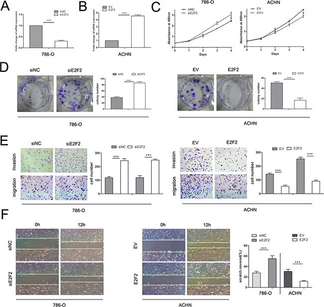 Effects of E2F2 on in vitro cell proliferation, motility, and migration.