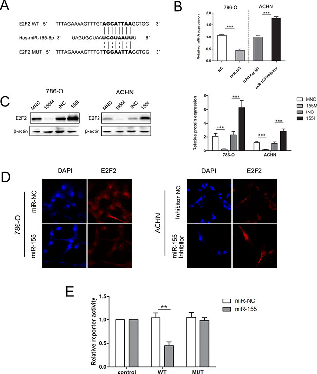 miR-155 downregulated E2F2 expression by specifically targeting its 3&#x2032;UTR.