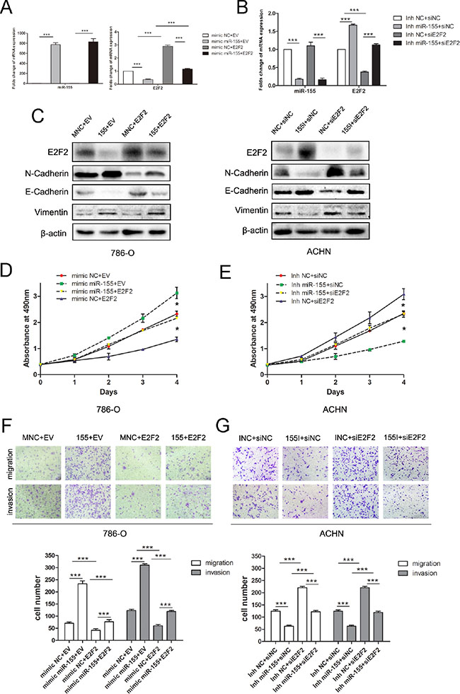 miR-155 regulated the proliferation, migration, and invason of ccRCC by targeting E2F2.