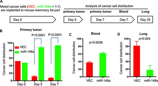 Overexpression of miR-148a alters 4T1 cancer cell propagation in vivo.