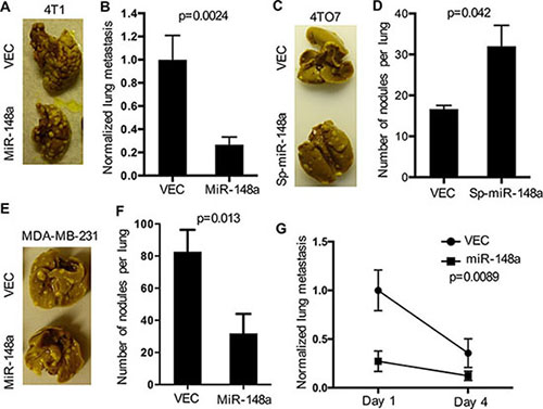 Overexpression of miR-148a regulates cancer cell lung colonization.