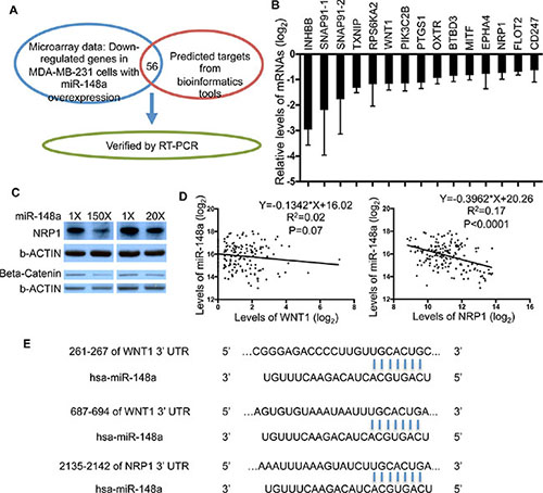 Identification of WNT1 and NRP1 as target genes of miR-148a in MDA-MB-231 cells.