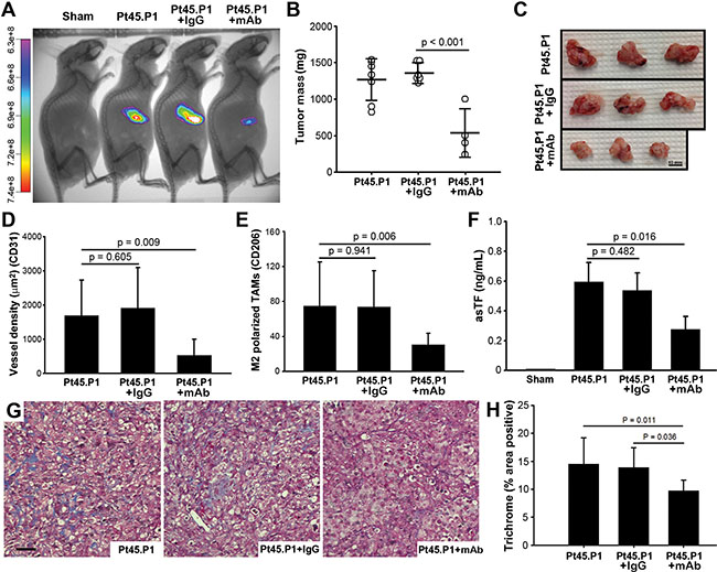 Effects of RabMab1 on the growth of orthotopically implanted Pt45.P1 cells in nude mice.