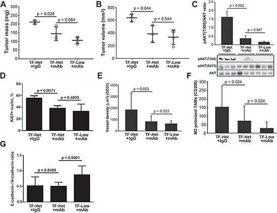 RabMab1 suppresses orthotopic growth of Pt45.P1 cells with equal efficacy, yet differentially affects the levels of tumor associated M2 polarized TAMs in TF-Het and TF-Low mice.