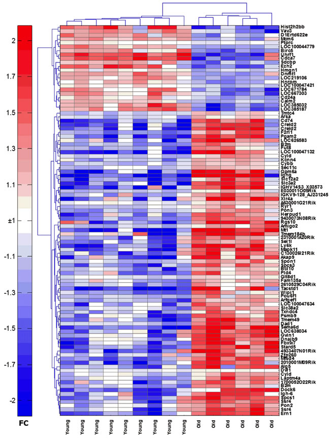 Heatmap of the top 100 genes that are differentially expressed between young and aged ASCs.