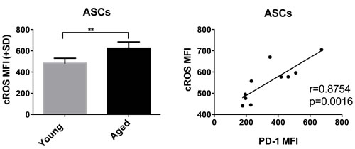 A shows cROS levels in young and aged ASCs.