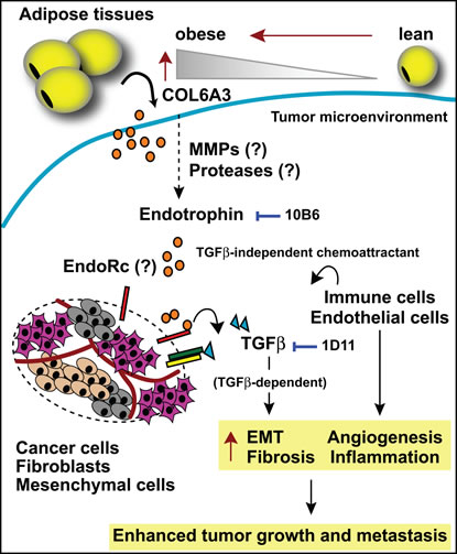 Endotrophin-mediated changes in the tumor stroma.