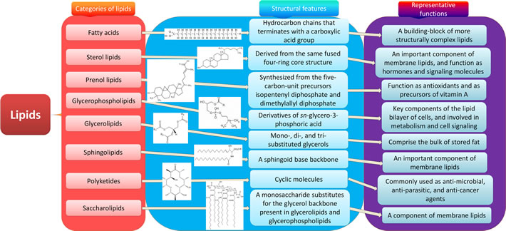 Eight categories of lipids.