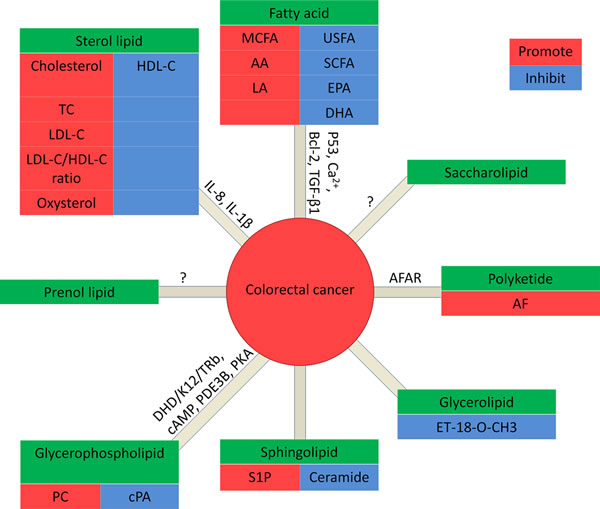 Lipids in CRC.