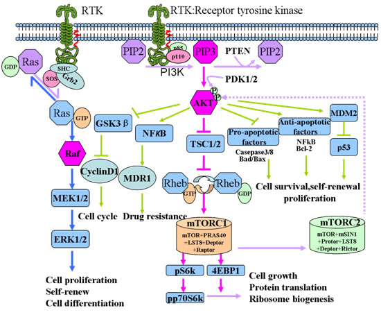 Schematic representation of the PI3K/Akt/mTOR signaling pathway.