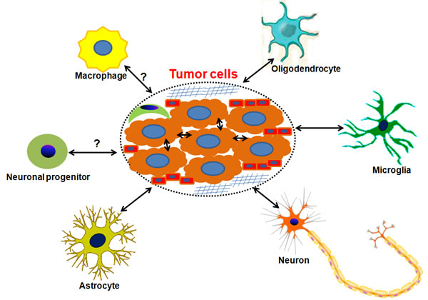 The scheme of brain microenvironment.