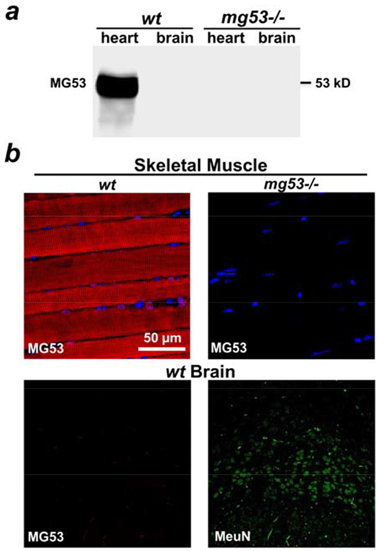 Lack of expression of MG53 in mouse brain tissue.