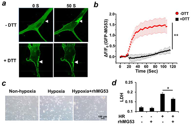 MG53 protects against injuries to neuron cells.