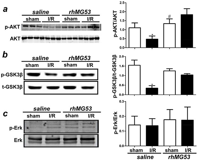 rhMG53 promotes pro-survival RISK pathway in response to I/R injury.