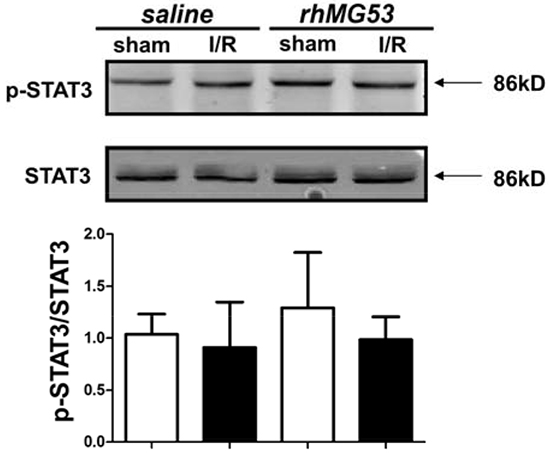 MG53 does not affect SAFE survival pathway.