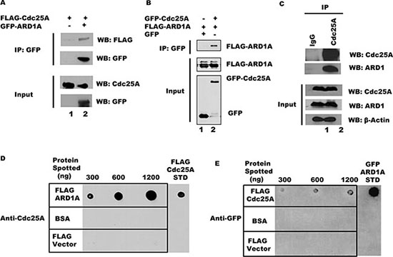 Cdc25A and ARD1 interact in vivo and in vitro.