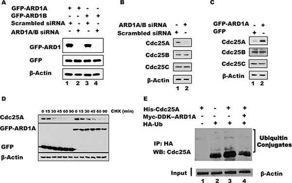 ARD1 expression affects Cdc25A protein stability by modulating its ubiquitination.