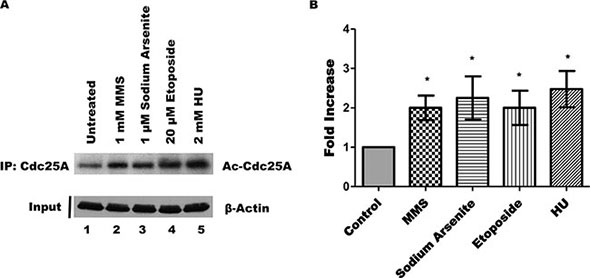 DNA damage increases endogenous Cdc25A acetylation.