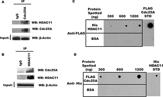 Cdc25A interacts directly with HDAC11.