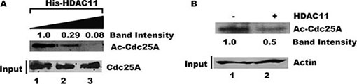 Acetylated Cdc25A is a substrate for deacetylation by HDAC11.