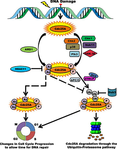 Acetylation as a novel regulatory layer for modulating Cdc25A activity and cell cycle control.