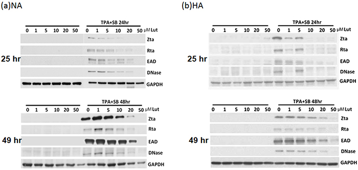 Luteolin inhibits expression of EBV lytic proteins in EBV-positive cells.