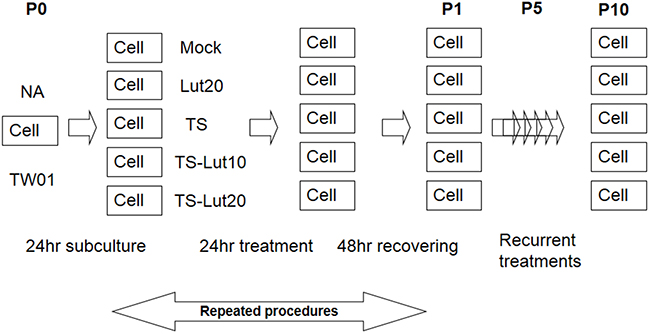 Representative illustration of recurrent chemical treatment of NPC cells.