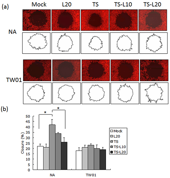 Luteolin represses reactivation-induced cell migration.