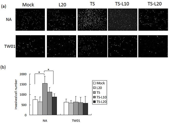 Luteolin represses reactivation-induced cell invasion.