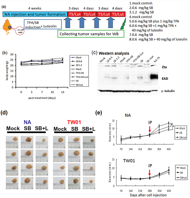 Inhibition of EBV reactivation by luteolin represses tumor growth in mouse model.