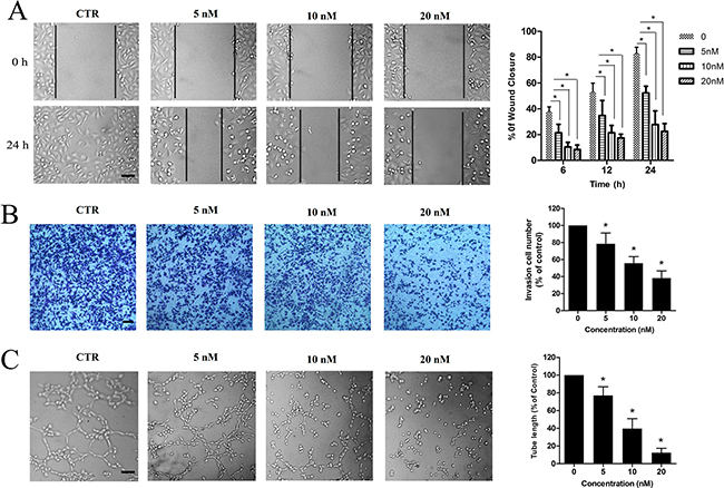 ZLM-7 suppressed VEGF-induced migration, invasion and tube formation of HUVECs.