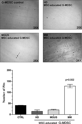 MM-MSCed-G-MDSC acquire bone resorption ability.