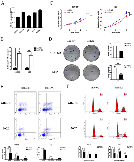 Functional analysis of miR-101 in vitro.