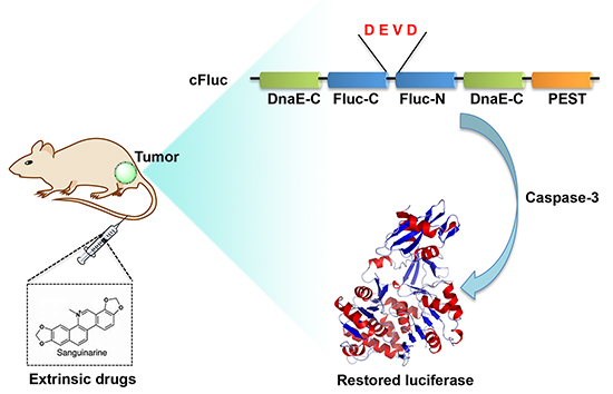 Scheme of cFluc reporter for monitoring apoptosis.