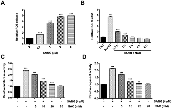 ROS production was involved in SANG-induced apoptosis.