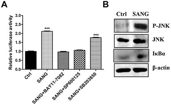 SANG-induced apoptosis is associated with the activation of JNK and NF-&#x03BA;B.